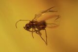 Fossil Winged Ant, Rove Beetle and Spider Web In Baltic Amber #105480-3